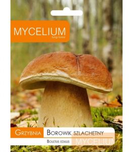 Borowik – Smak i Zastosowanie Grzyba Książęcego