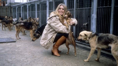 Brigitte Bardot: Życie i Kariera Legendy Kinematografii