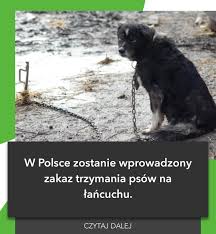 Zakaz trzymania psa: zasady i konsekwencje