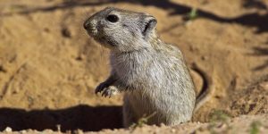 Madagaskar - Kluczowe informacje o tej niezwykłej wyspie
