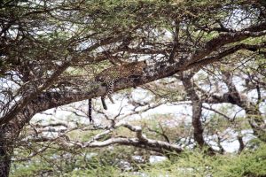 Tanzania: Odkryj Cuda Natury i Bogactwo Kultury