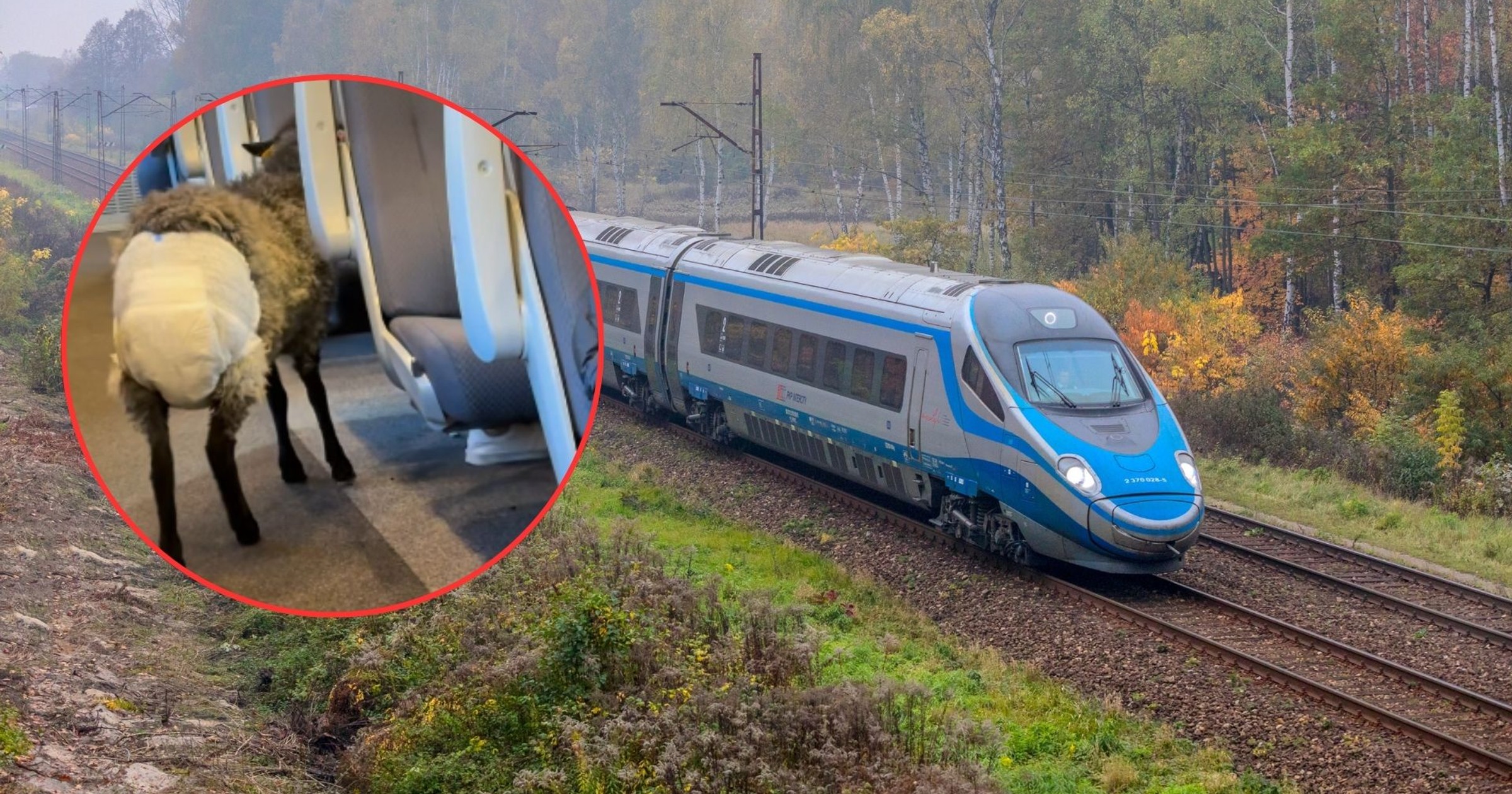 Owca w Pendolino: Jak Niezwykłe Wydarzenie Wstrząsnęło Koleją
