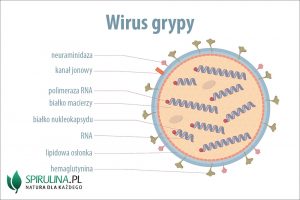 Wirus grypy: kluczowe fakty o Influenza A i nowym wariancie w Polsce