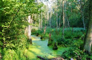 Kampinoski Park Narodowy – najważniejsze fakty i ochrona