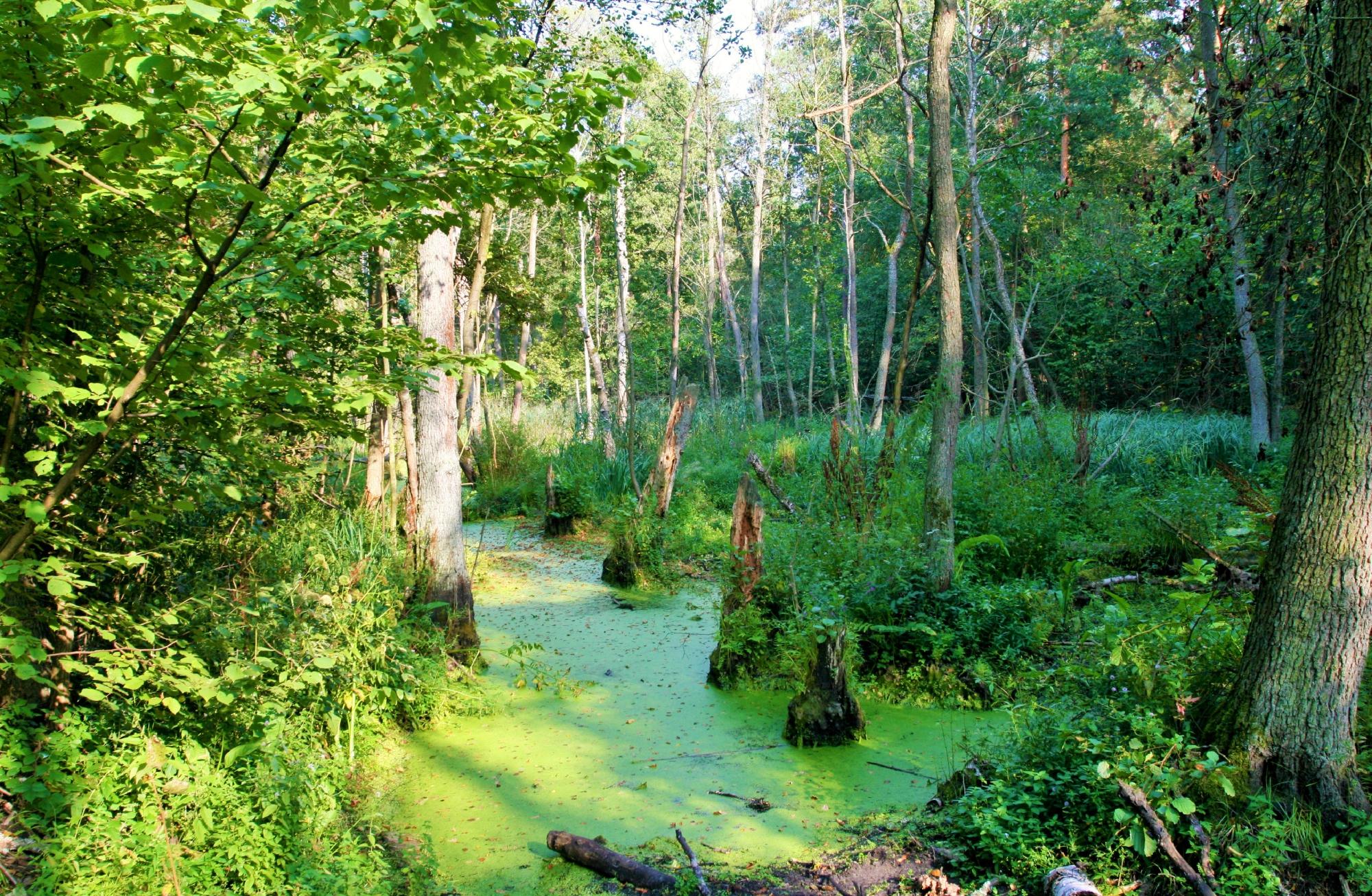 Kampinoski Park Narodowy – najważniejsze fakty i ochrona