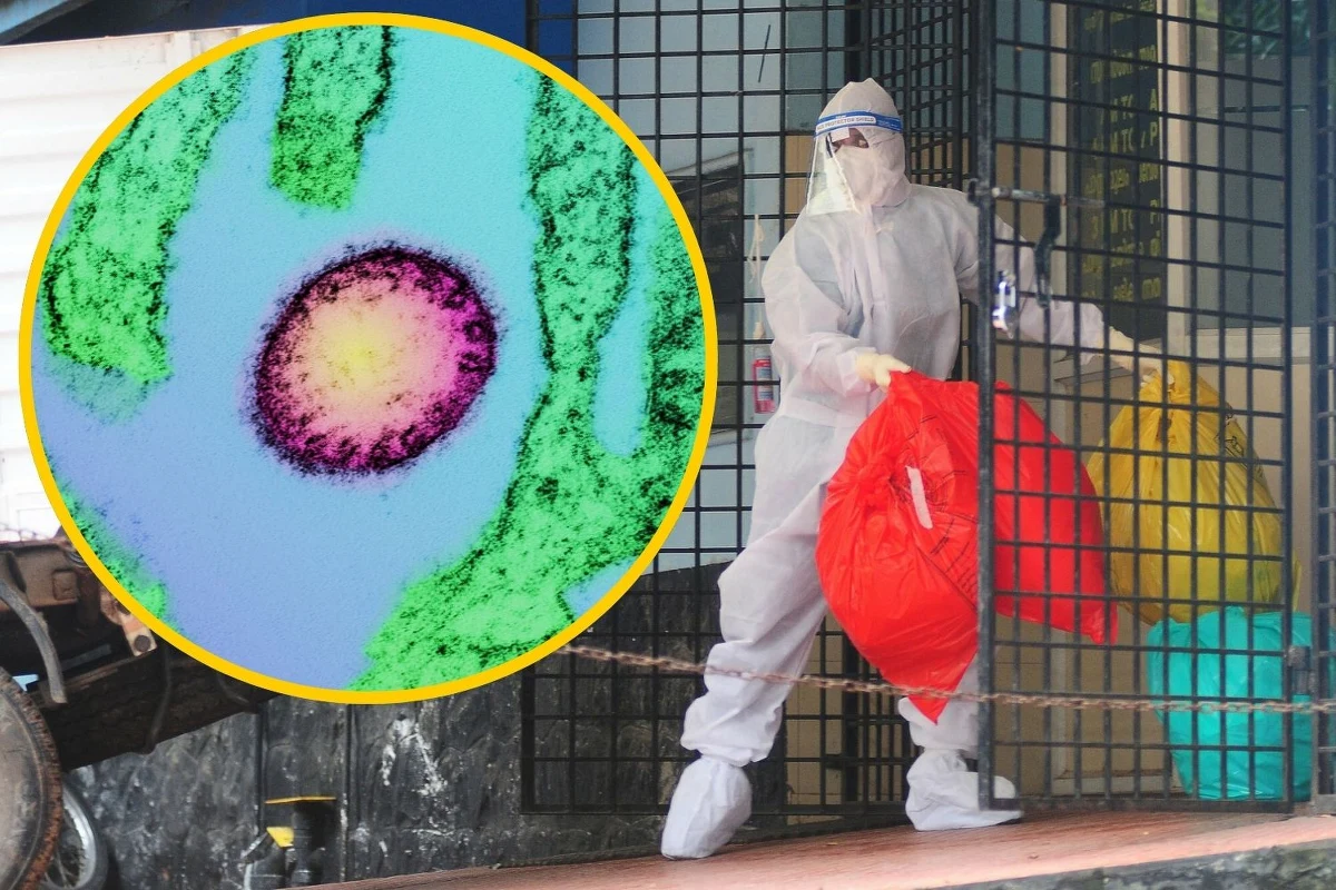 Nowy wirus Nipah – co oznacza dla zdrowia publicznego?