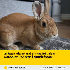 Eksplozja na Pustyni Negew — relacja Onet Wiadomości