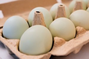 Wycofanie jaj z rynku po ryzyku salmonelli - egg recall