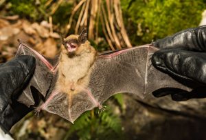 11-letni chłopiec z Kanady zmarł na wściekliznę po kontakcie z nietoperzem - rabies bat