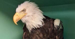 Jackie the eagle nie żyje. Słynna bielik z Big Bear Lake miała 14 lat